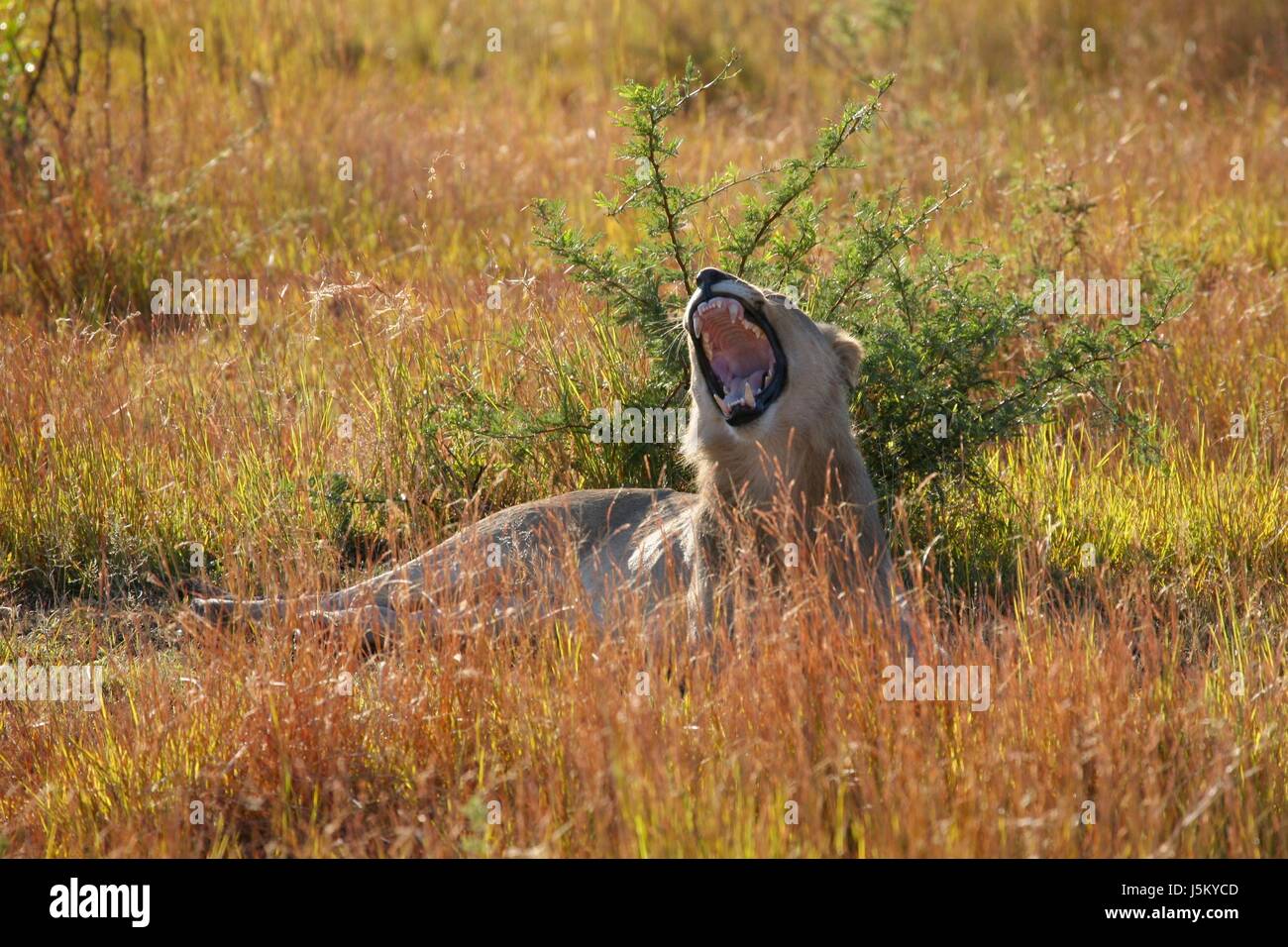 wild lion cat big cat feline predator safari lwe sdafrika pilanesberg afrika Stock Photo