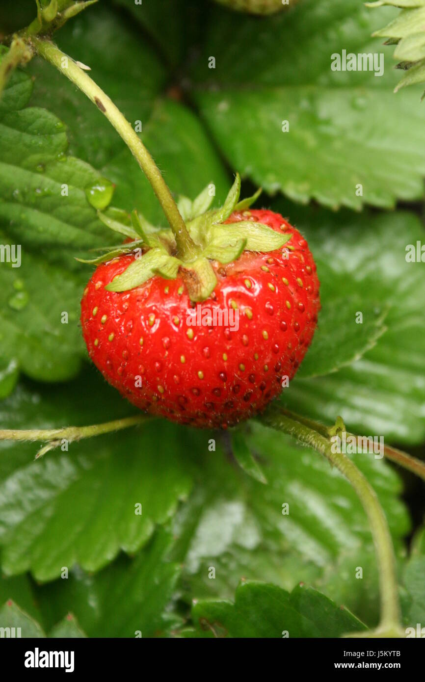 strawberry in the open Stock Photo