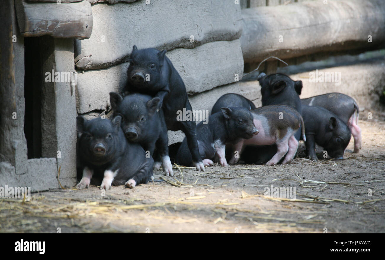 pet asia hairy asiatic nose viet nam vietnam young animal piglet ...