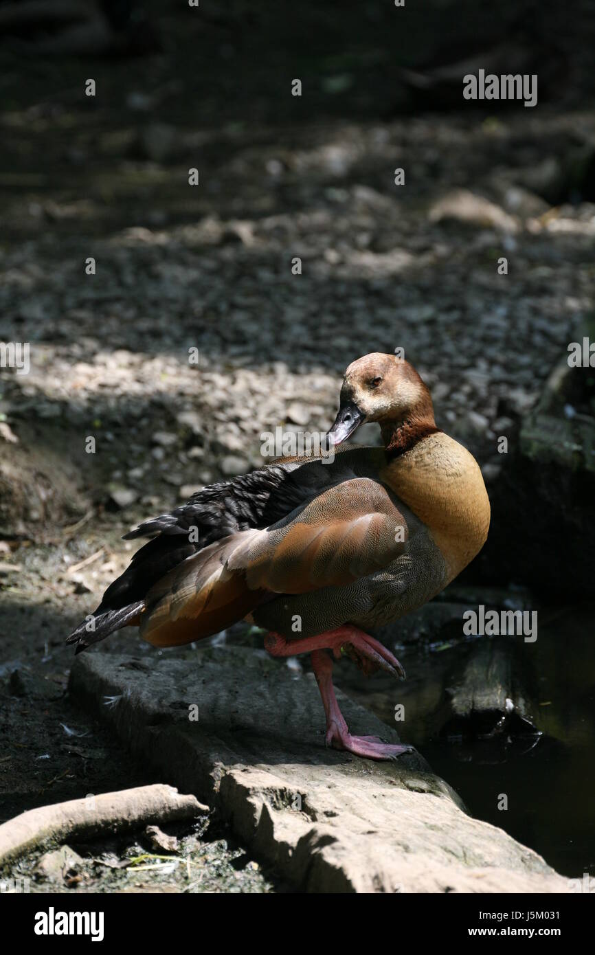 south african shelduck Stock Photo Alamy