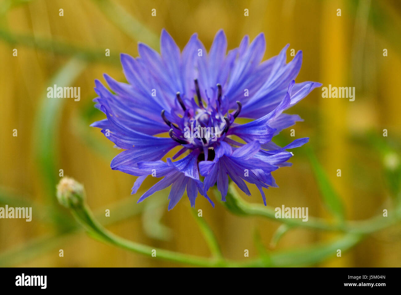 blue summer summerly acre grain field harvest cornflower centaurea