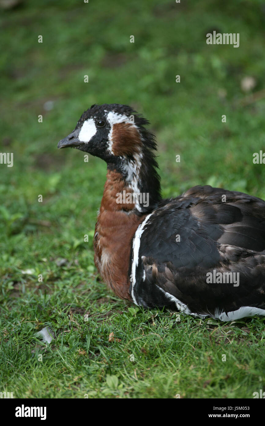 animal bird brown brownish brunette black swarthy jetblack deep black birds Stock Photo