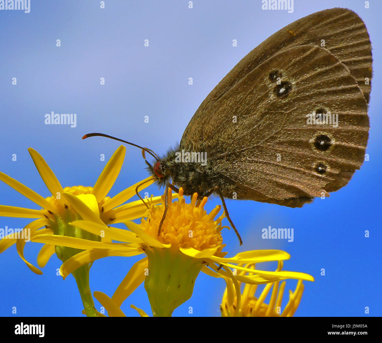 insect butterfly moth caterpillar brauner waldvogel edelfalter aphantopus Stock Photo