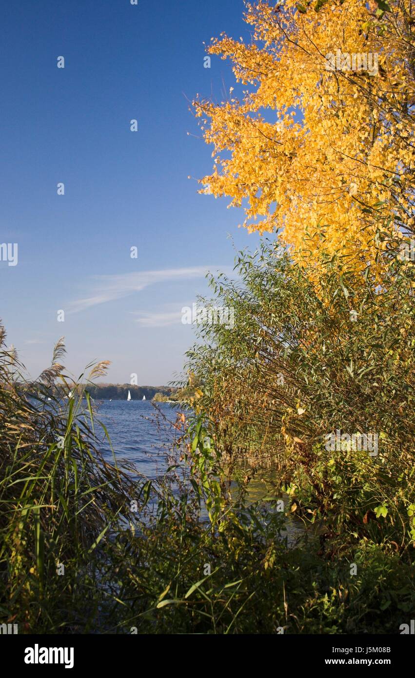 blue tree green golden fall portrait format autumn colouring october ...