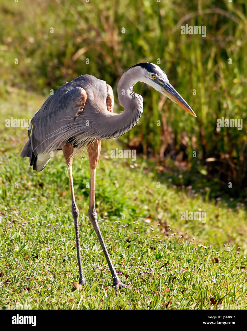 animal bird swamp fish birds america observation feathering stalk mires