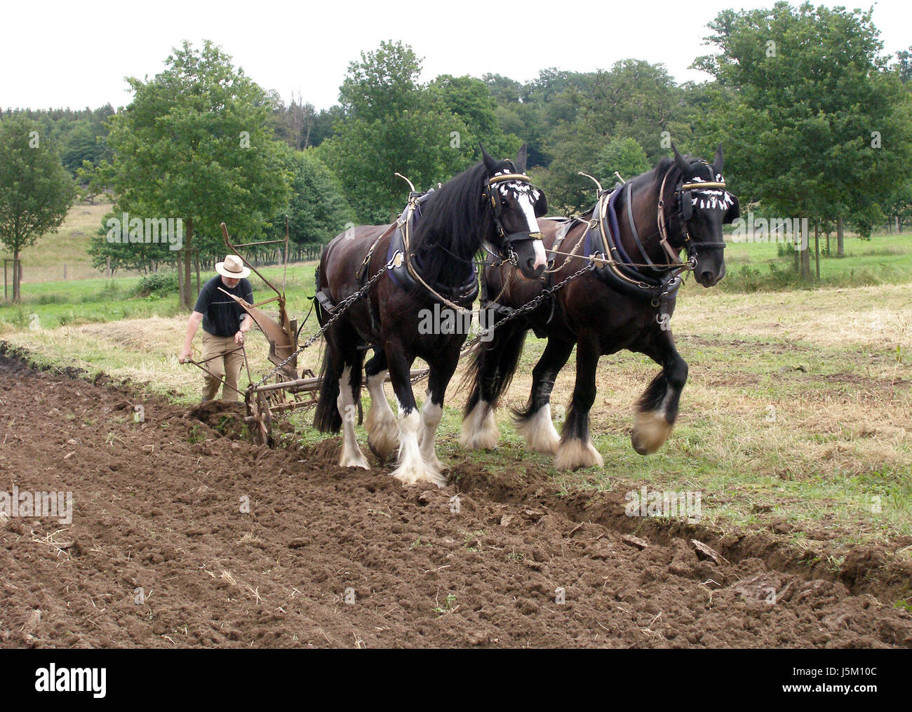 horse stallion mare order tree trees agriculture farming field horse
