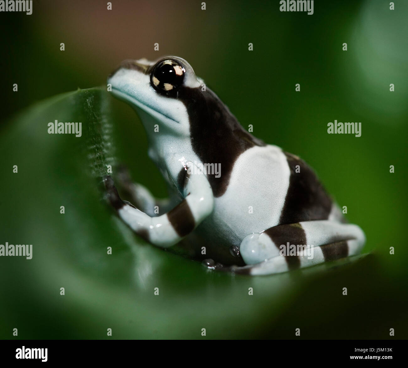 plant green jungle amphibians frog south america greenback tree frog ...
