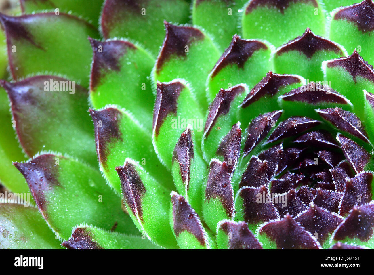 Stone rosette hi-res stock photography and images - Alamy