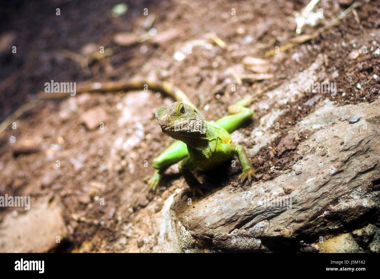 desert wasteland green saurian hot rock reptiles stony cold blooded warm creep Stock Photo Alamy