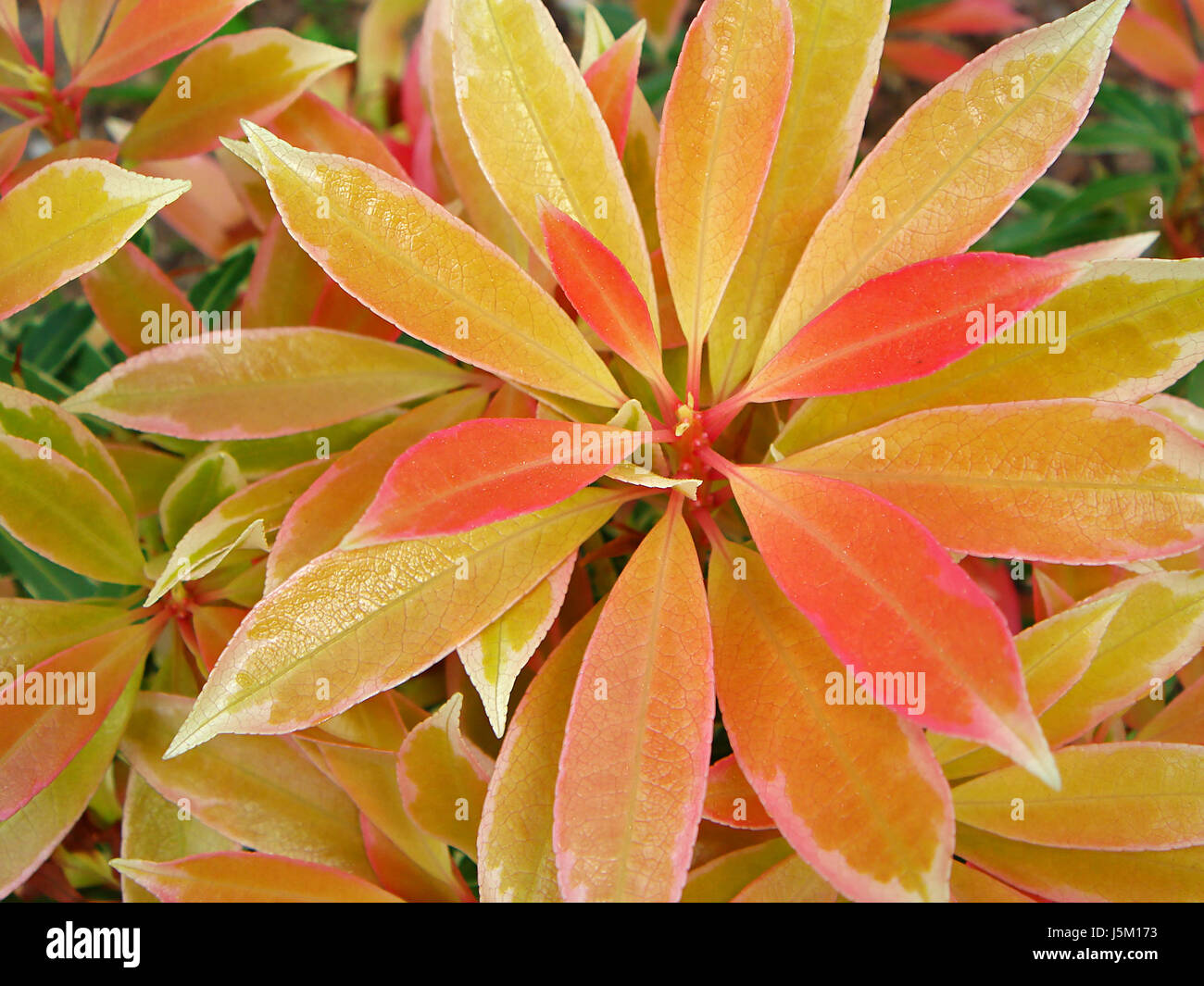 leaves coloured colourful gorgeous multifarious richly coloured spring orange Stock Photo