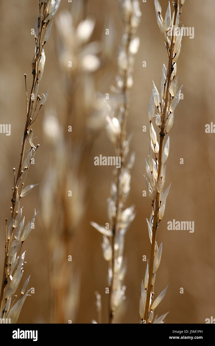 ripe grasses counterlight sperm blades of grass blade of grass grass