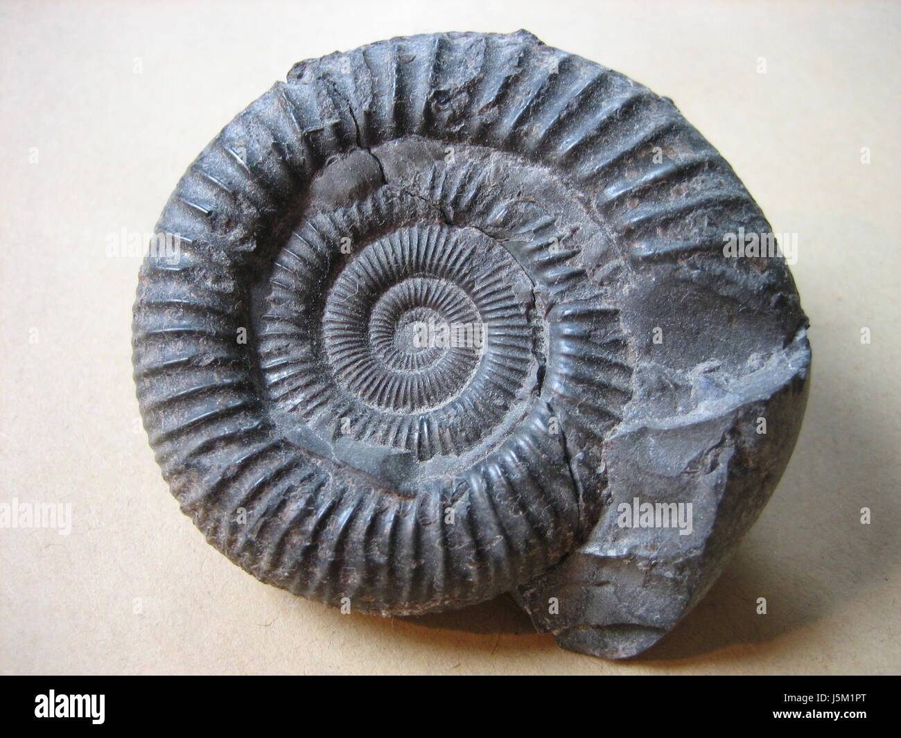 stone petrified snail fossilization fossil fossils age elder old 643 ammonit Stock Photo Alamy
