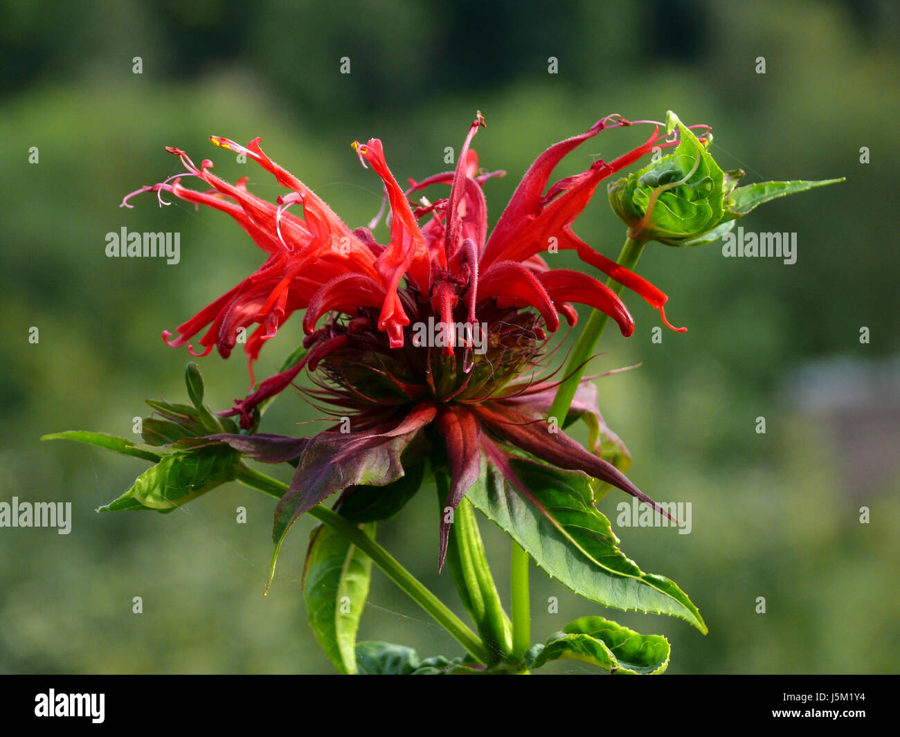 500 Monarda Didyma Seeds – Red Bee Balm Flower Seeds (Rare, With Tracking)