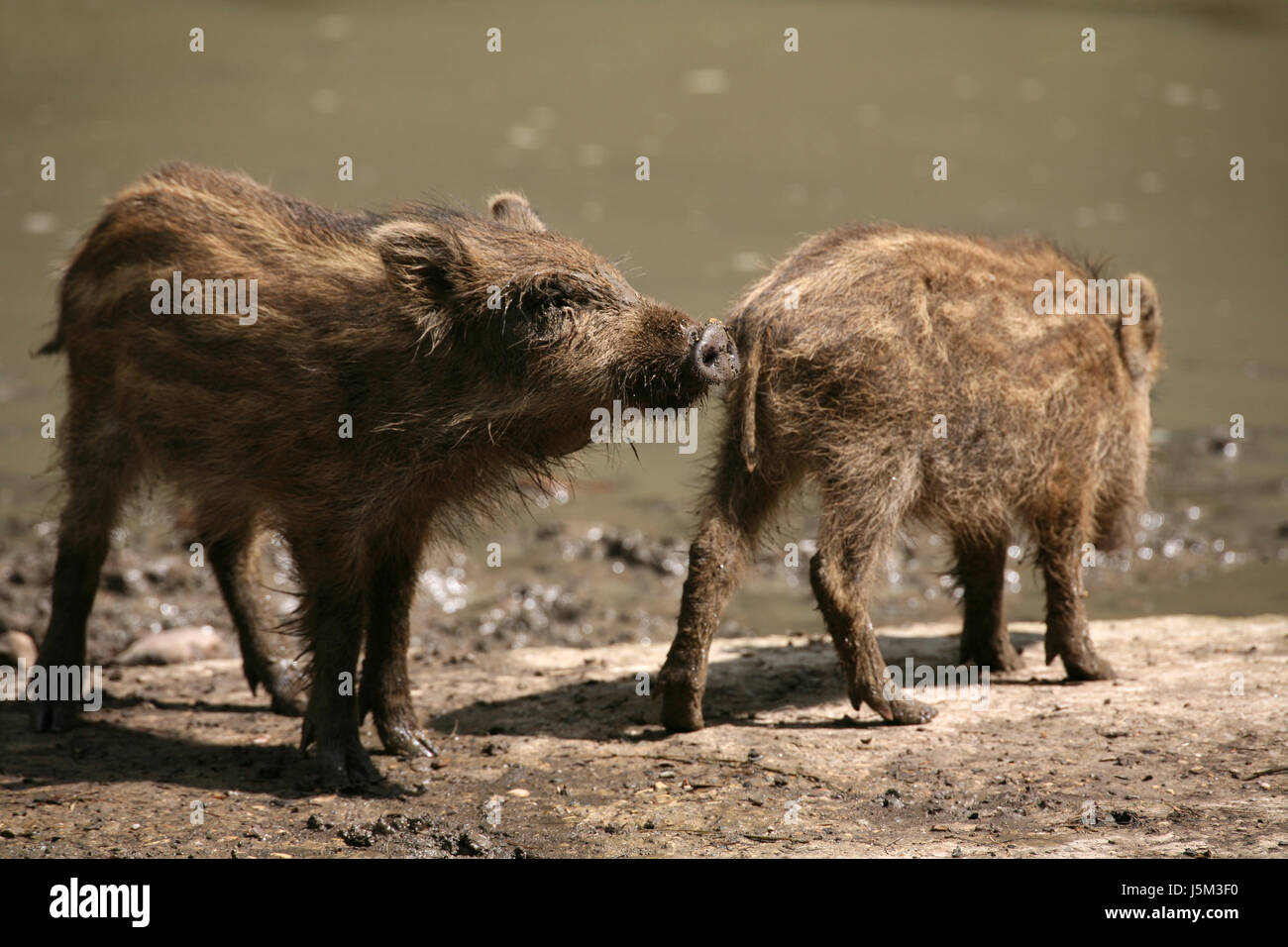 mammal wild wild boar pig wild animal wild boars dig young younger animal child Stock Photo