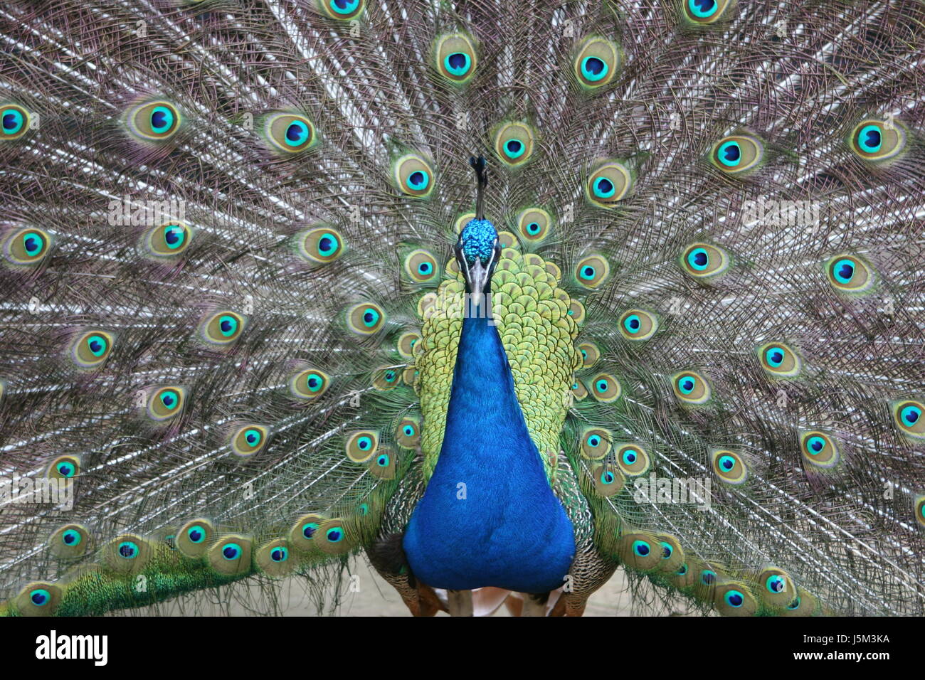 animal bird coloured colourful gorgeous multifarious richly coloured birds Stock Photo