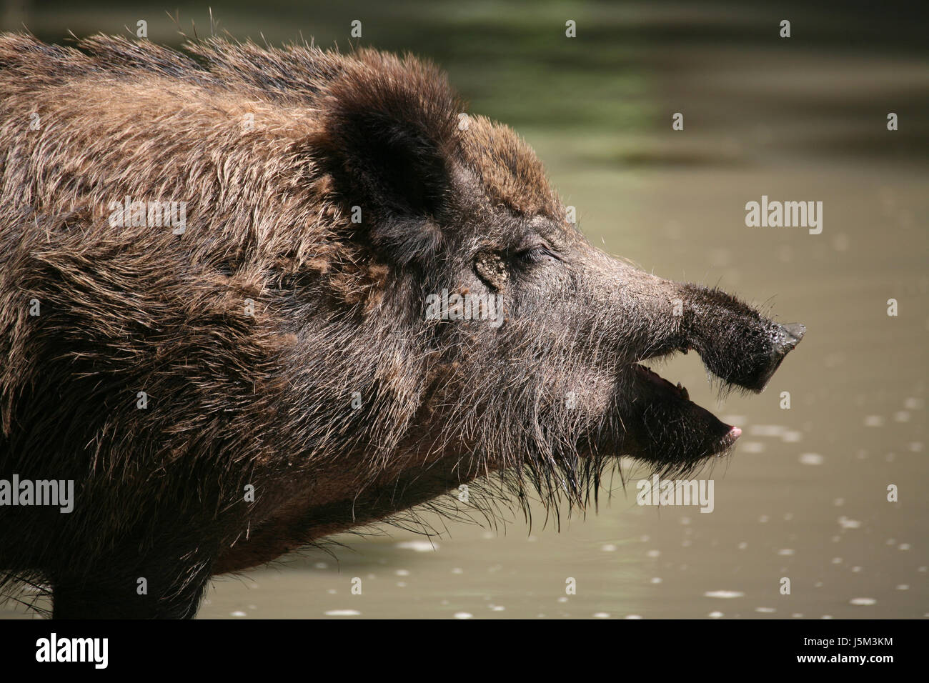 mammal wild portrait wild boar pig brooks wild animal wild boars dig sow Stock Photo