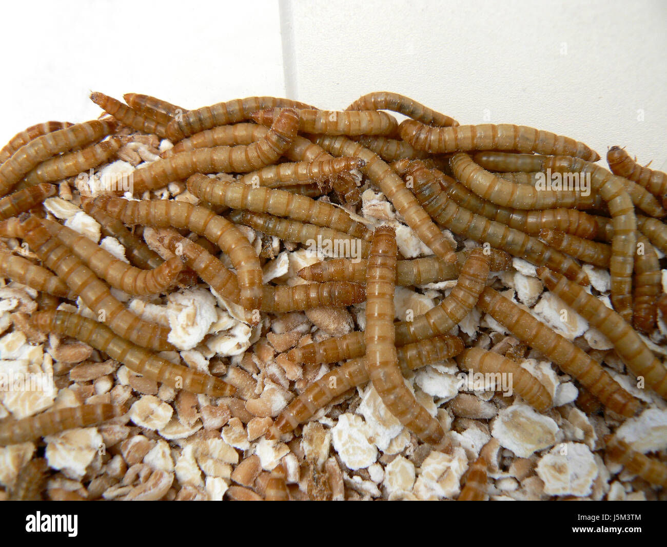 insect animals light brown worms swarm pet food insektenlarve kerbtier Stock Photo