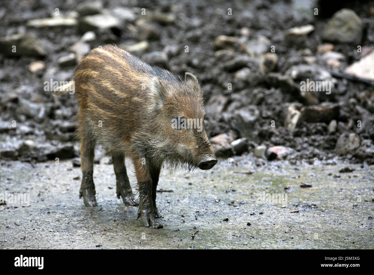 mammal wild wild boar pig wild animal wild boars dig young younger animal child Stock Photo