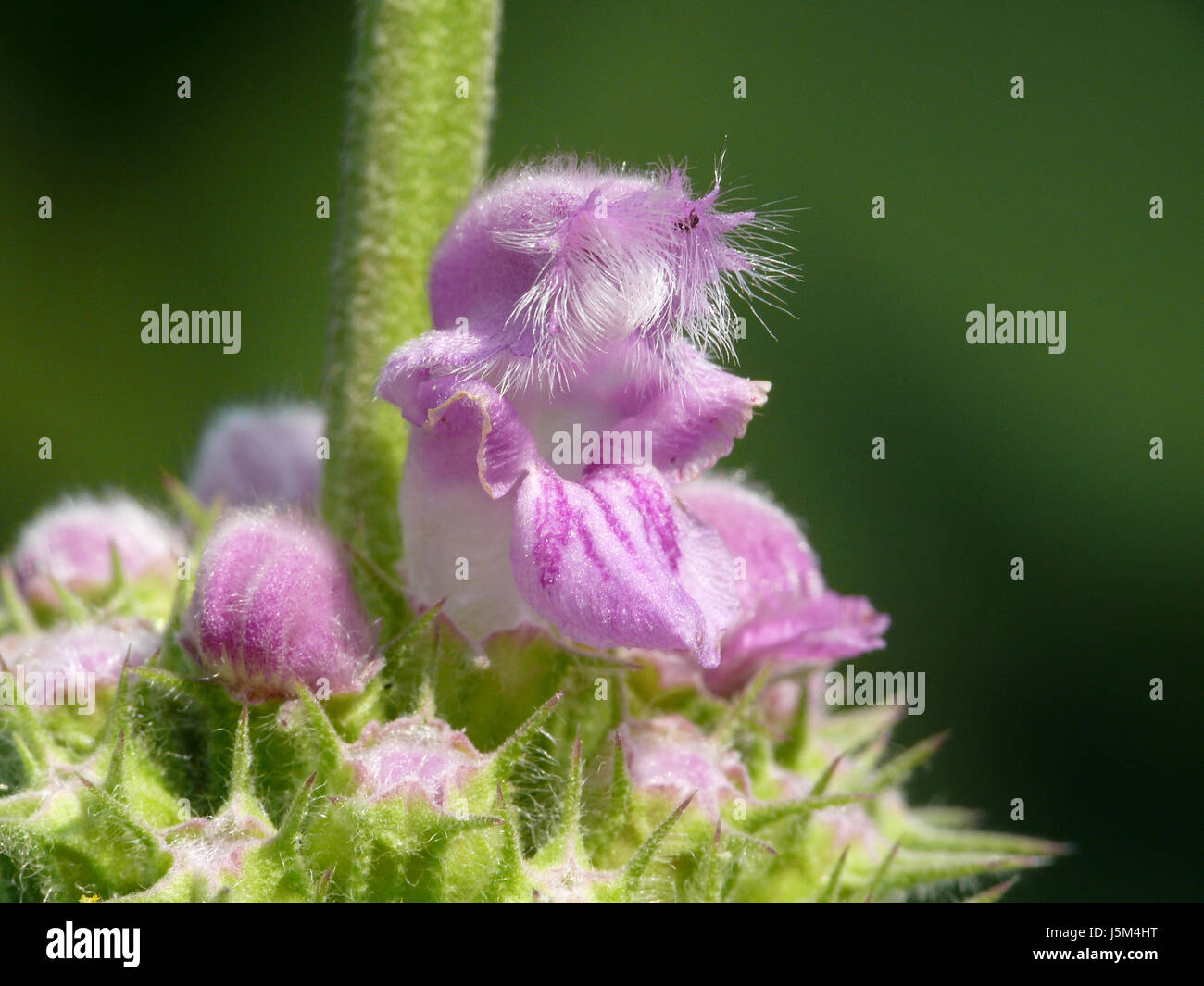 flower of phlomis cashmeriana Stock Photo