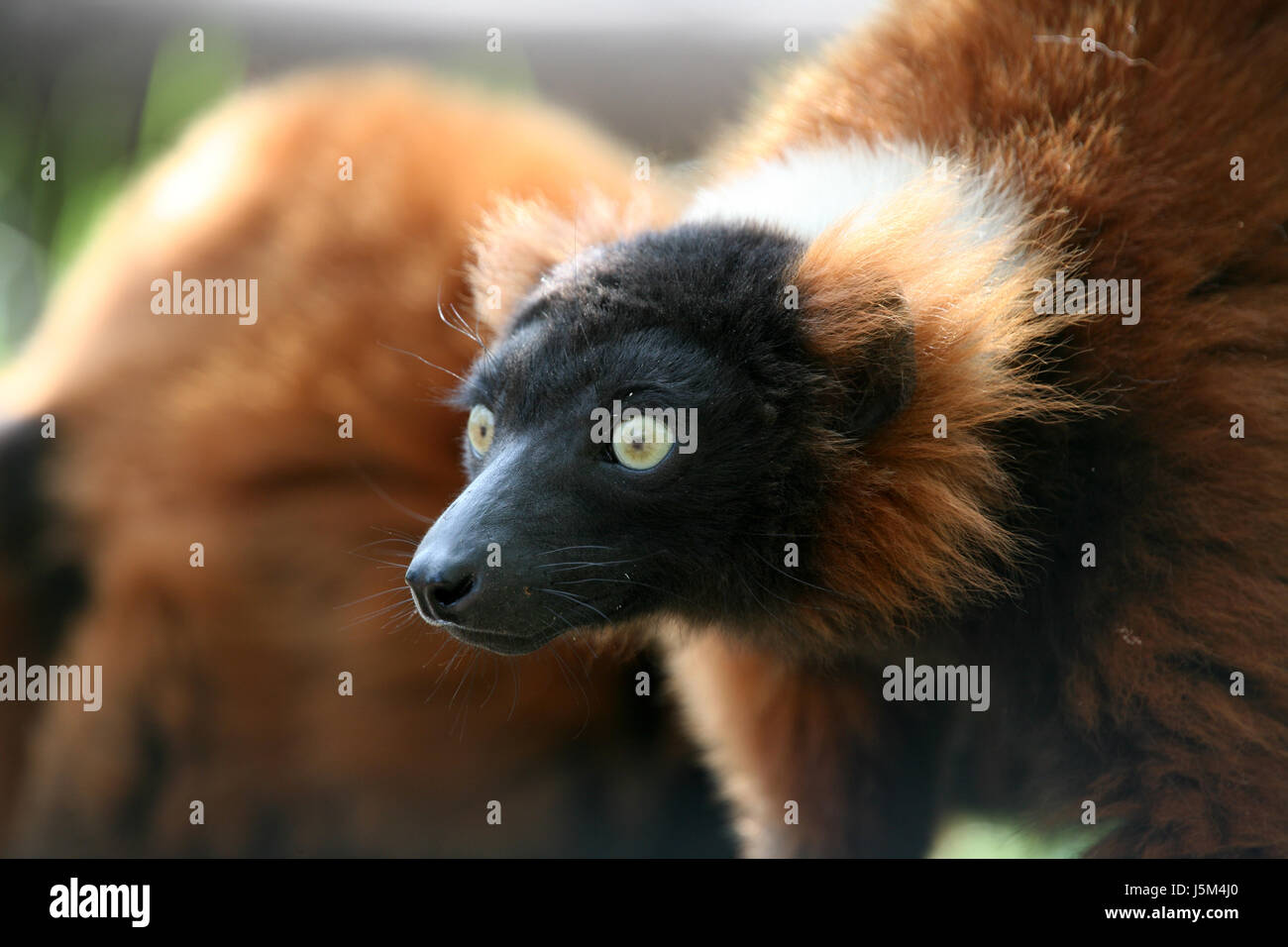 Red Ruffed Lemar red ruffed lemur Stock Photo - Alamy