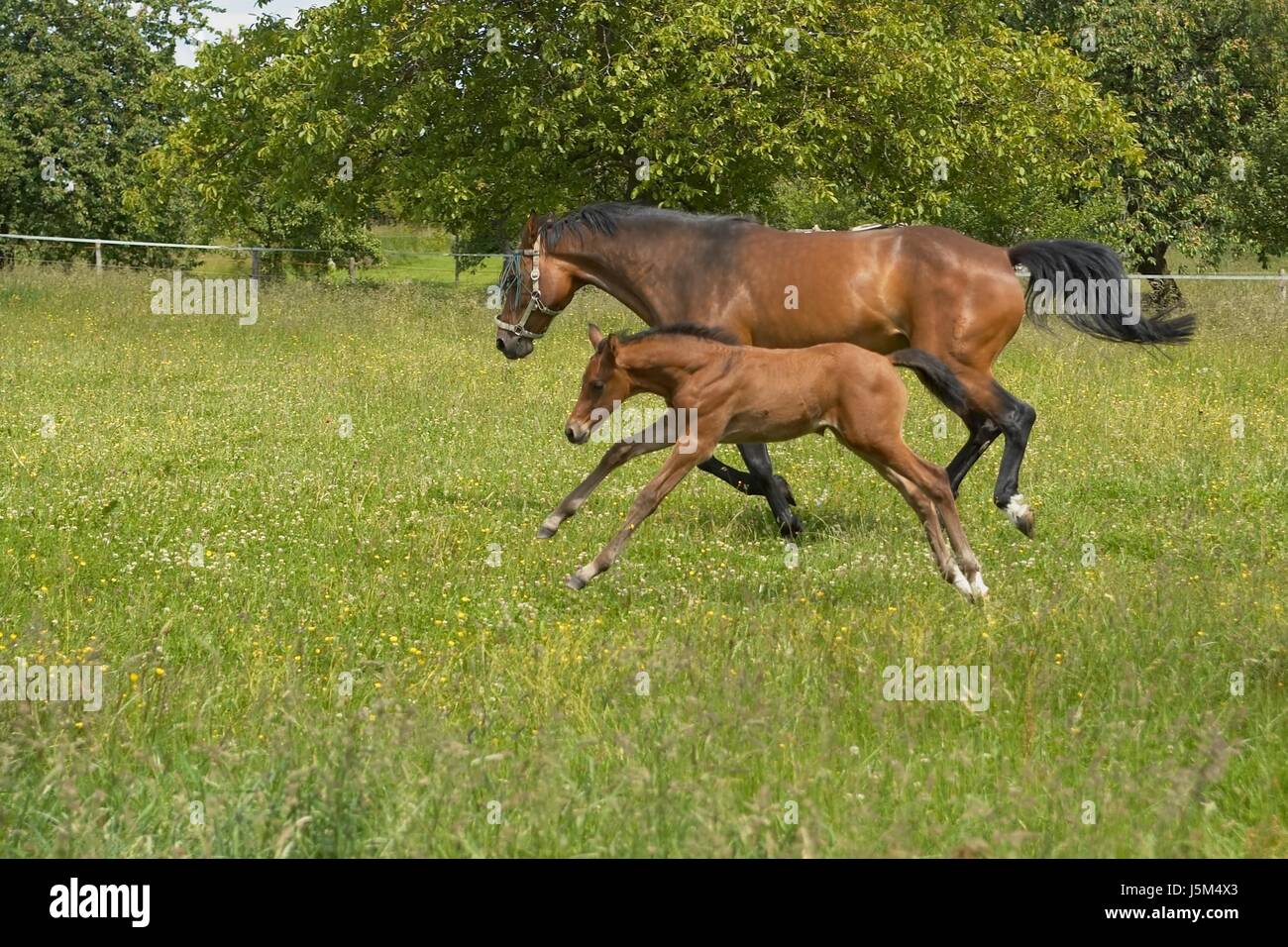 blue tree flower flowers plant horse horses lateral offspring mare fox