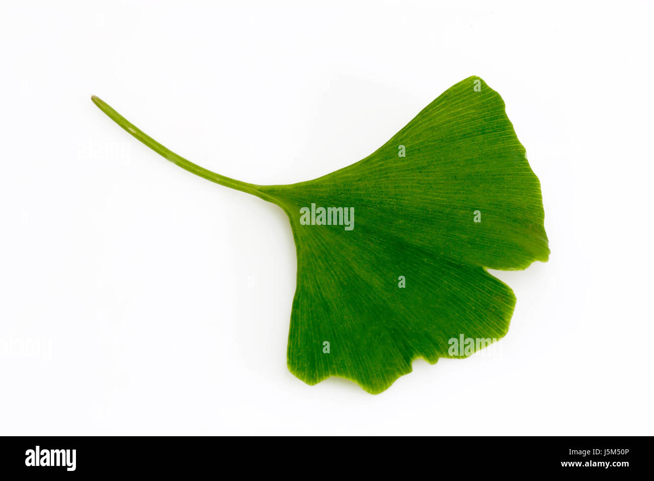 leaf green medicinal plant myth leaves foliage gingko gingkoblatt bilboa Stock Photo