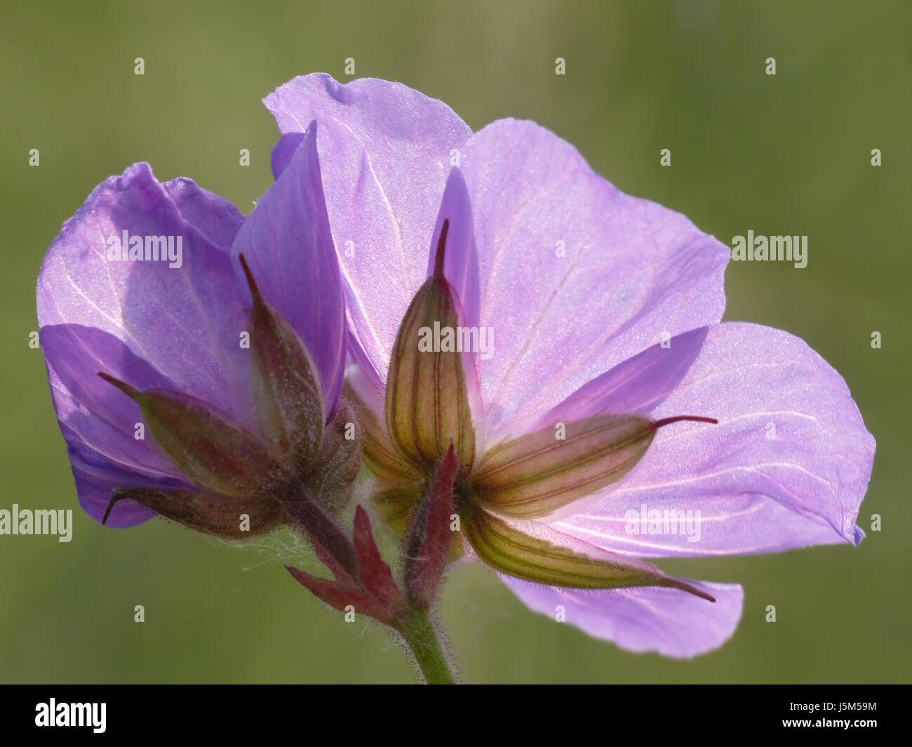 geranium Stock Photo