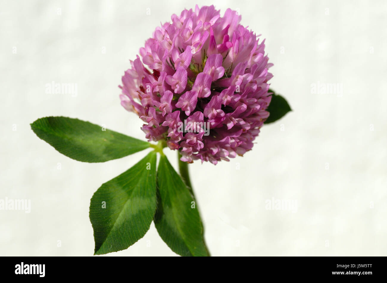 macro close-up macro admission close up view flower plant green bloom blossom Stock Photo