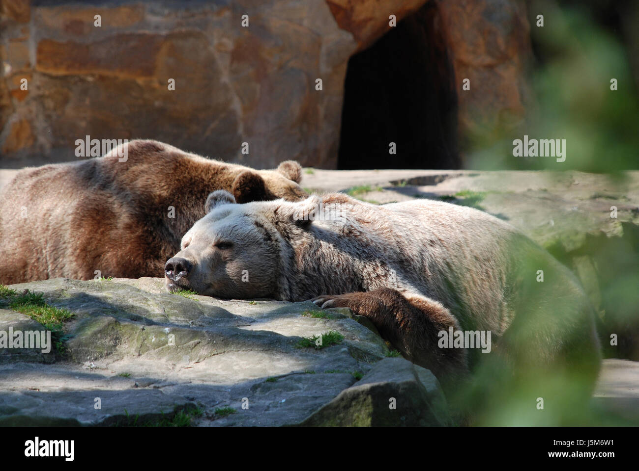 snug,bear,zoo,duo,sleep,sleeping,peaceful,peace,siesta,couple,pair,braunbr Stock Photo -