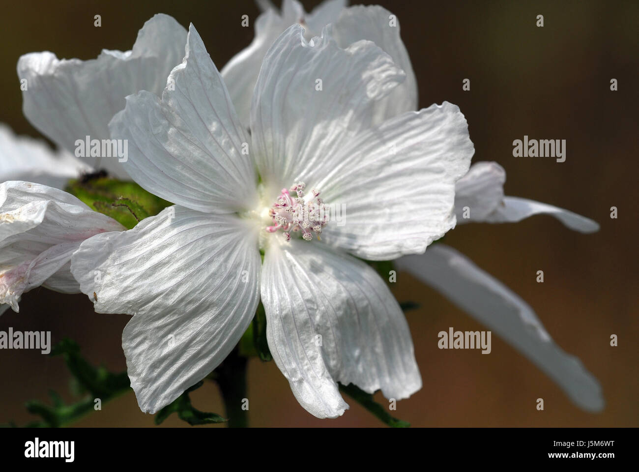 white mallow Stock Photo