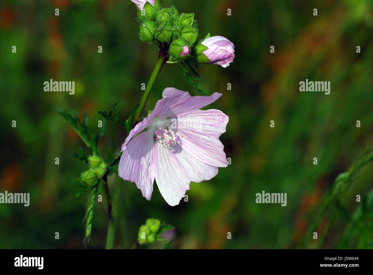 malva moschata Stock Photo