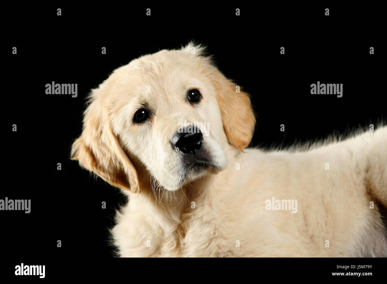 Goldi High Resolution Stock Photography And Images Alamy
