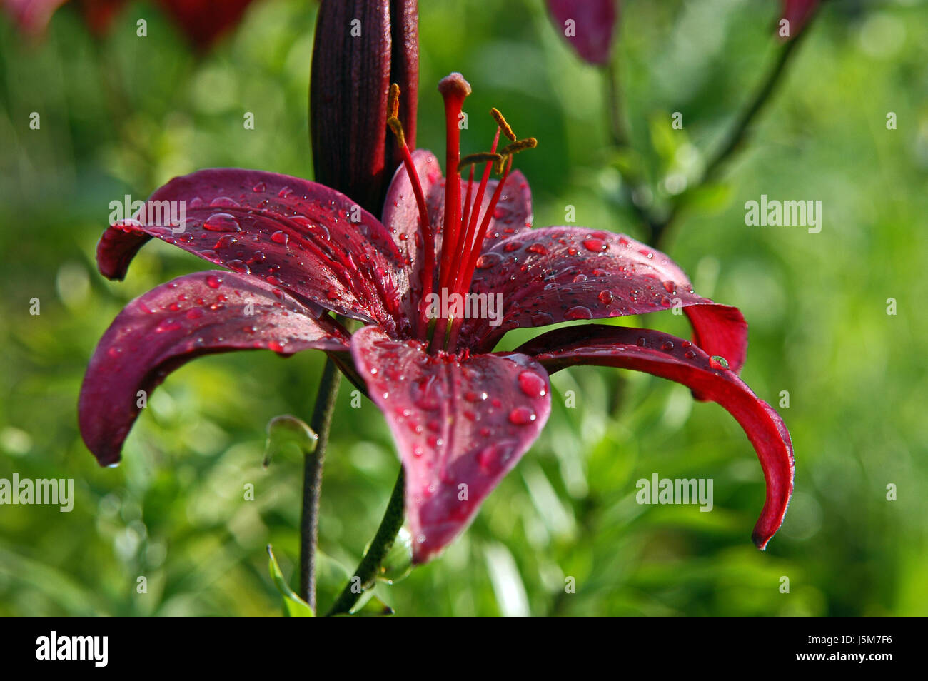 flower plant green bloom blossom flourish flourishing raindrop lily bud wet Stock Photo