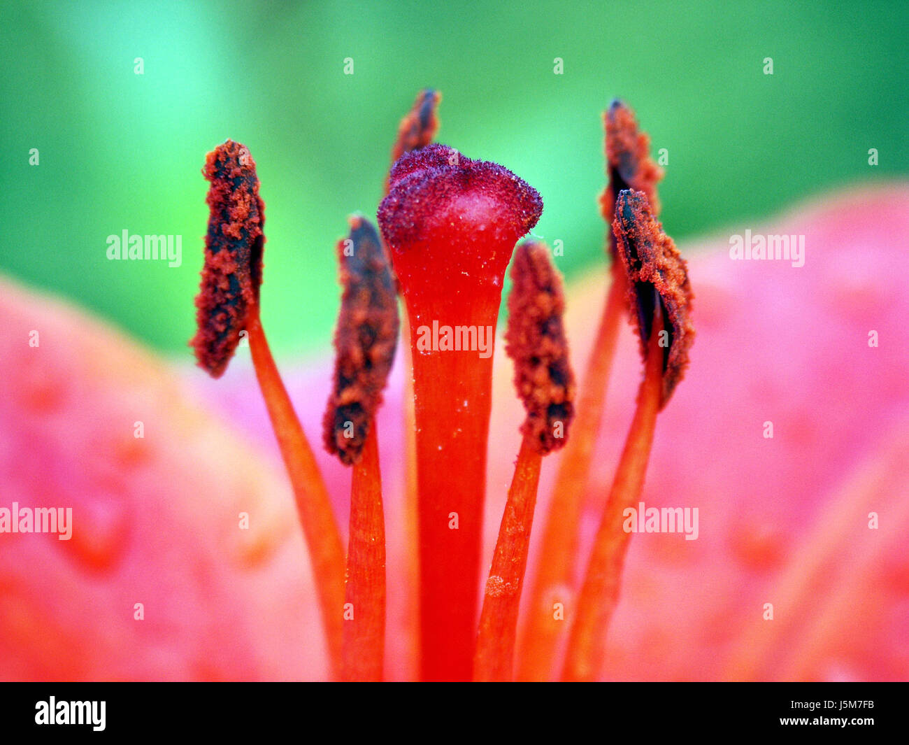 orange flower plant bloom blossom flourish flourishing lily bud buds pollen Stock Photo