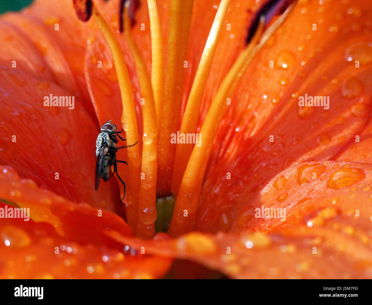 orange drink drinking bibs insect flower plant bloom blossom flourish Stock Photo