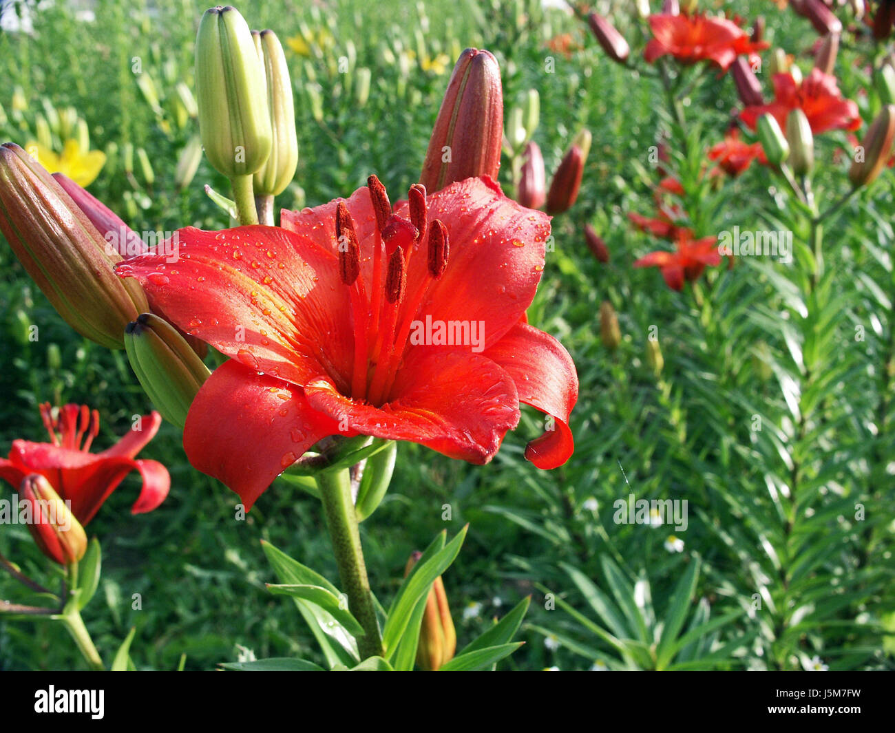 orange flower plant green bloom blossom flourish flourishing lily bud pollen Stock Photo