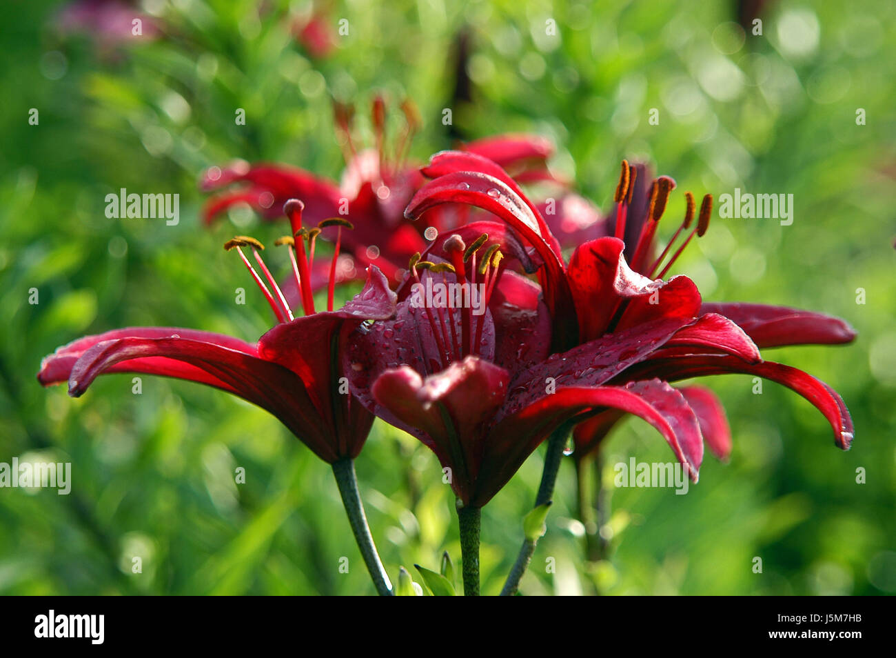 flower plant green bloom blossom flourish flourishing lily bud pollen dark red Stock Photo