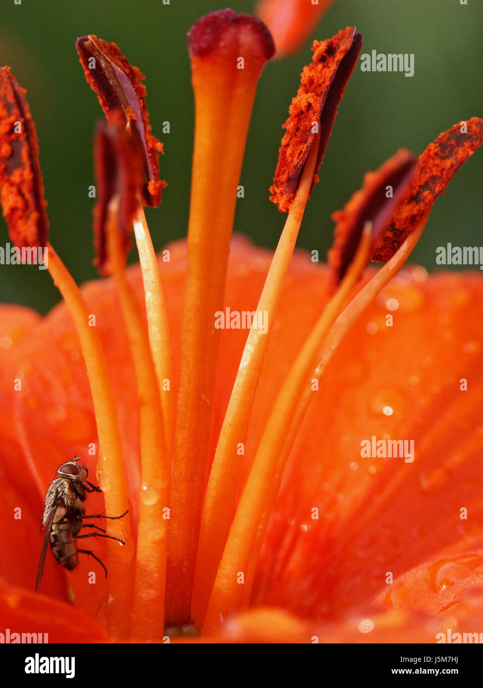 orange drink drinking bibs animal insect flower plant bloom blossom flourish Stock Photo