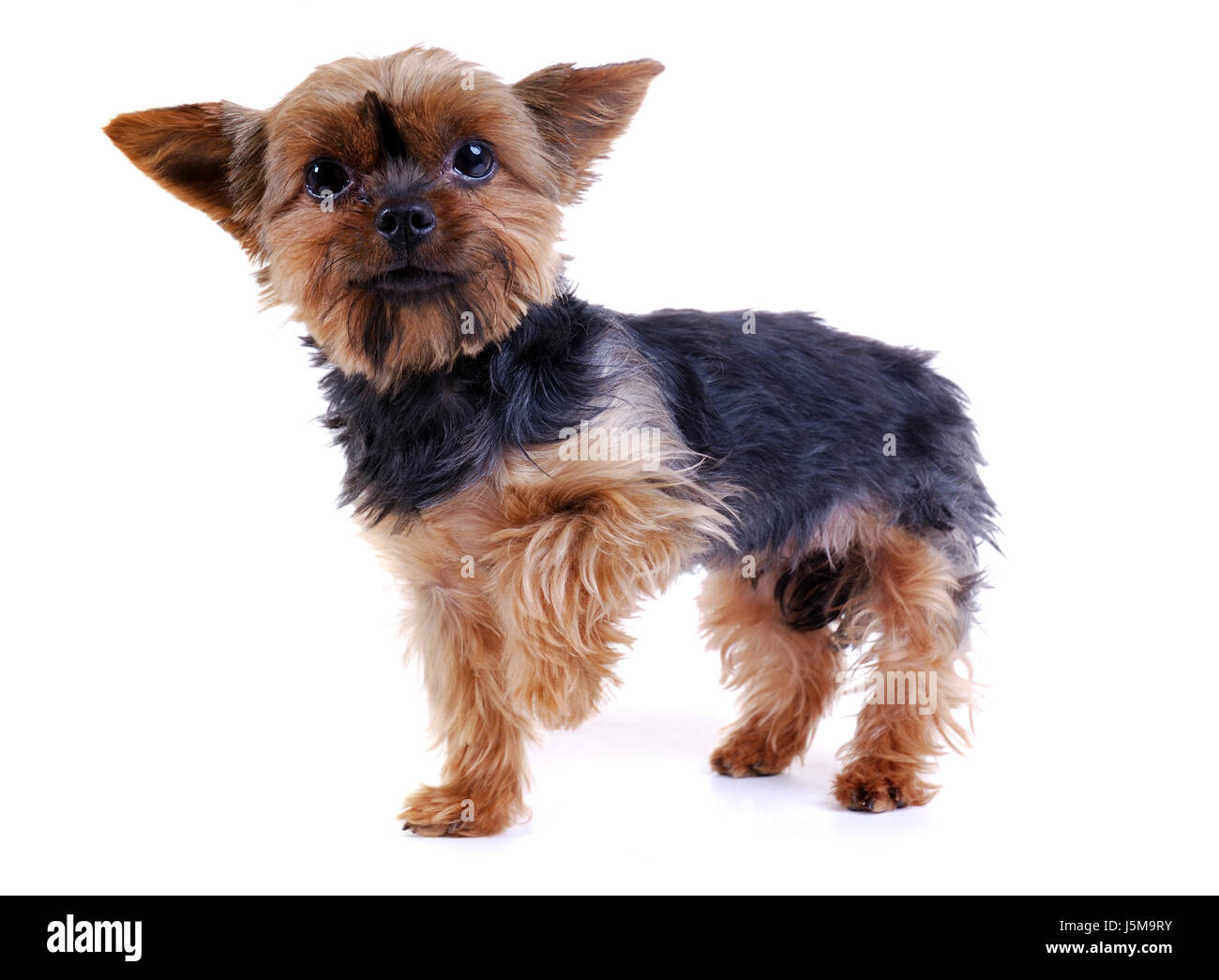 pet quadruped small tiny little short dog terrier cute yorkshire terrier  Stock Photo - Alamy