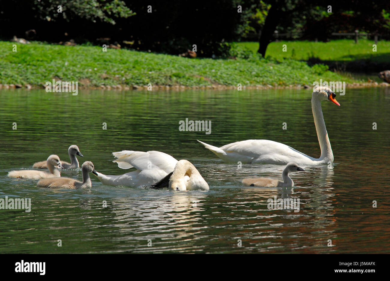 bird swans swan birds offspring mother mom ma mommy husband and wife partner Stock Photo