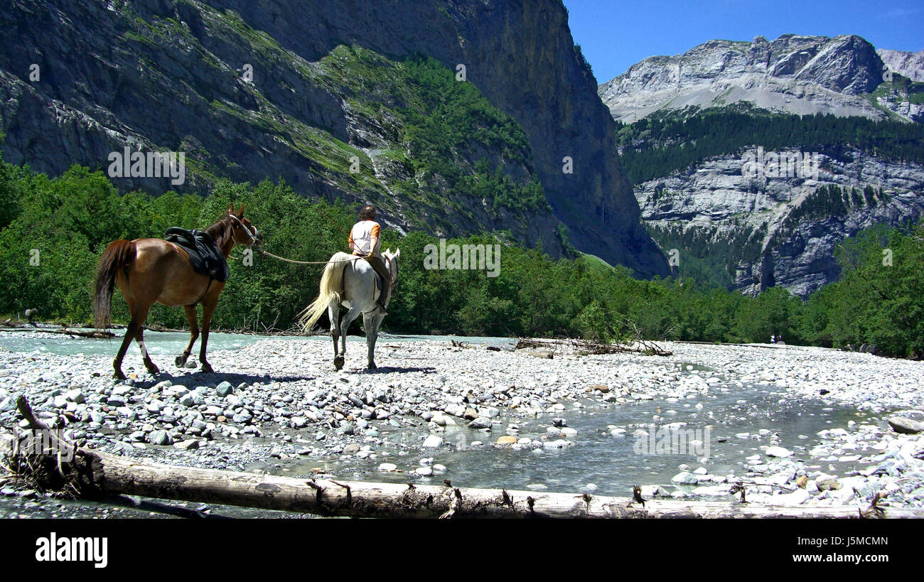 mountains ride horse alps summer summerly switzerland horses freedom ...