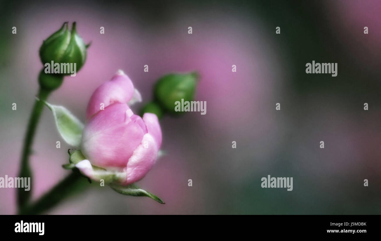 flower,plant,rose,reddish,pink,rosaceae,rosales,rosidae,magnoliophyta,rschen Stock Photo