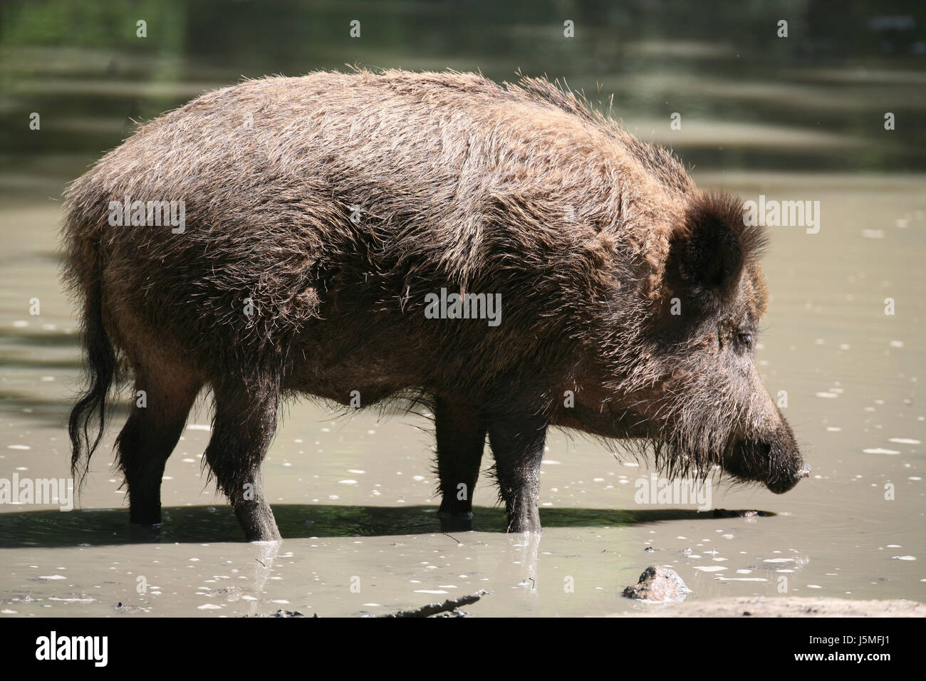mammal wild wild boar pig puddle brooks wild animal wild boars dig loamy sow Stock Photo