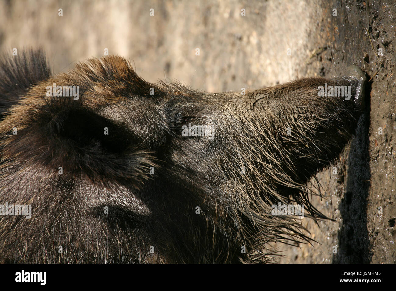 mammal wild portrait wild boar pig brooks wild animal wild boars dig sow Stock Photo