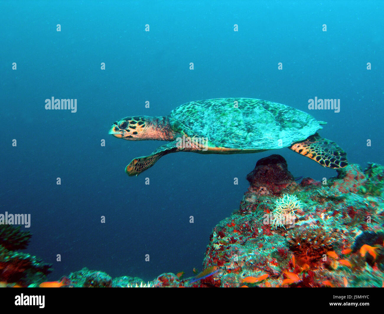 far east asia eye organ eyes radio silence quietness silence borneo underwater Stock Photo