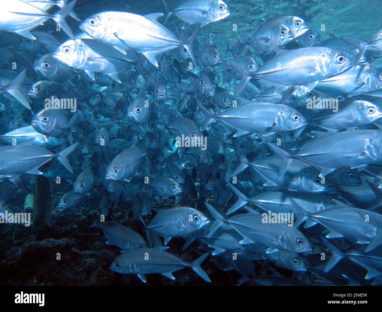 far east holiday vacation holidays vacations asia indonesia fish underwater Stock Photo