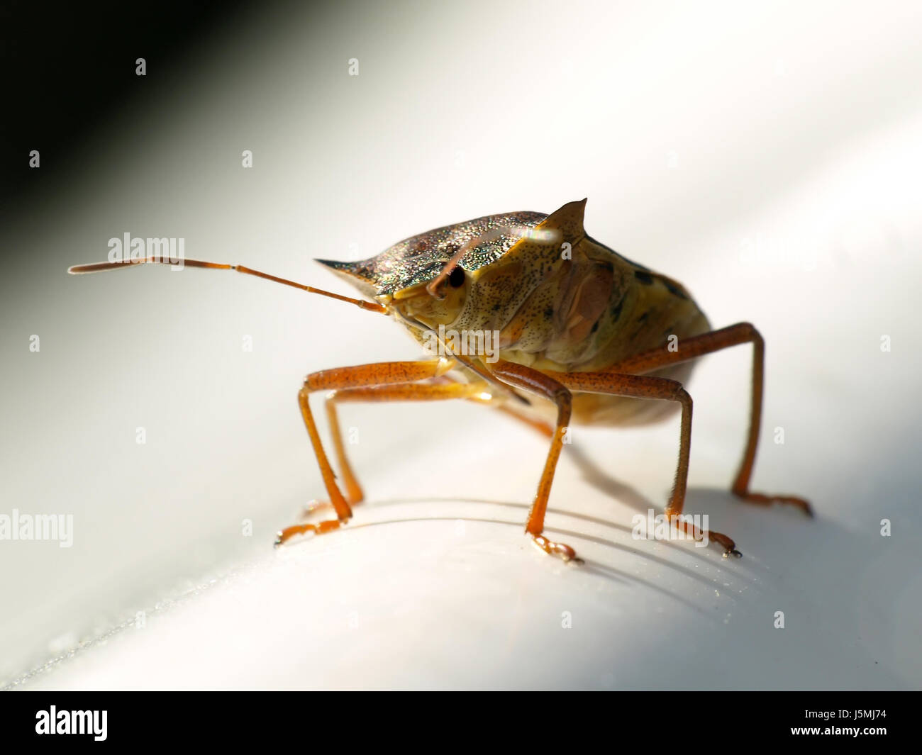 little bug quite large ... Stock Photo