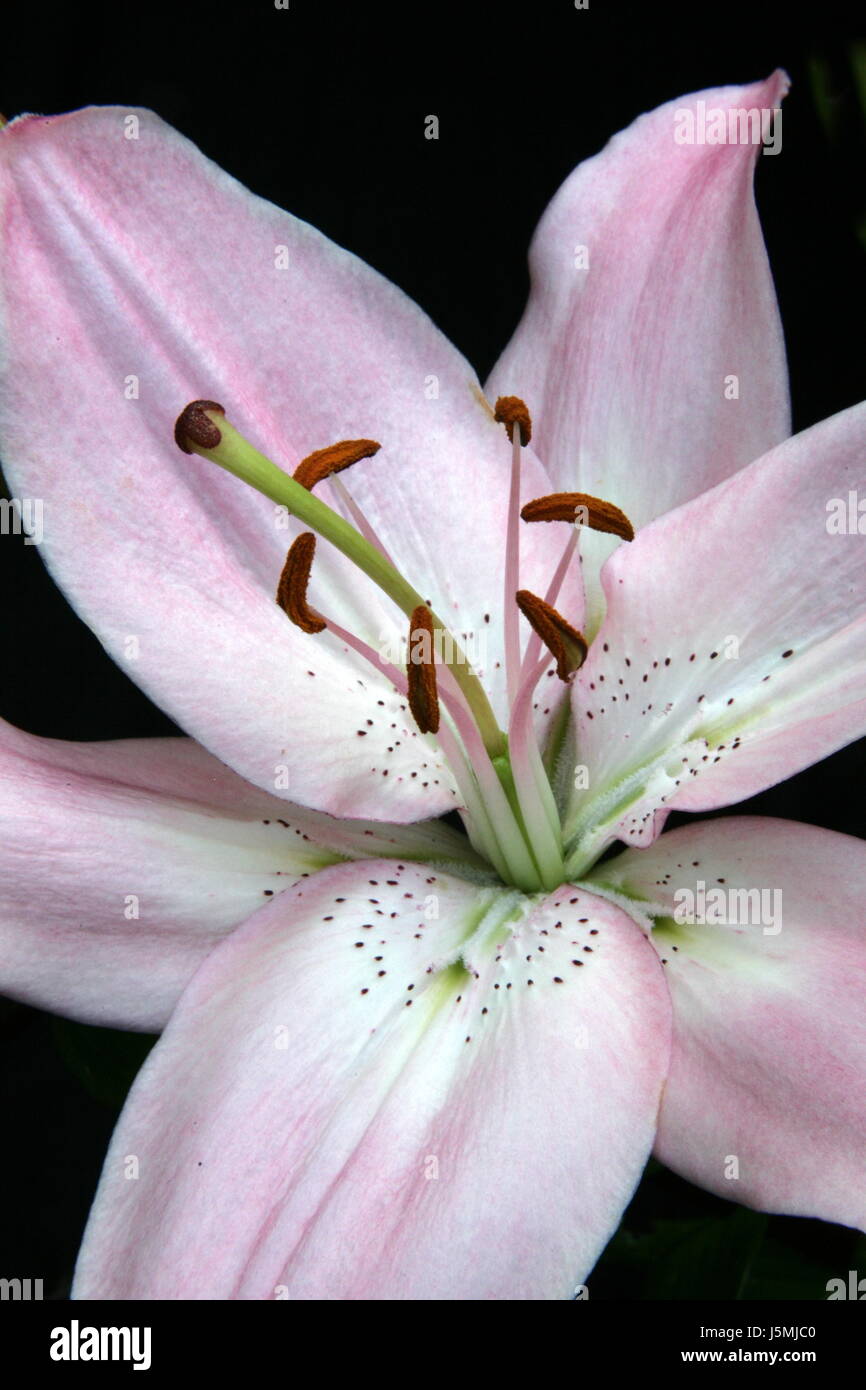 macro close-up macro admission close up view flower plant green fauna bloom Stock Photo