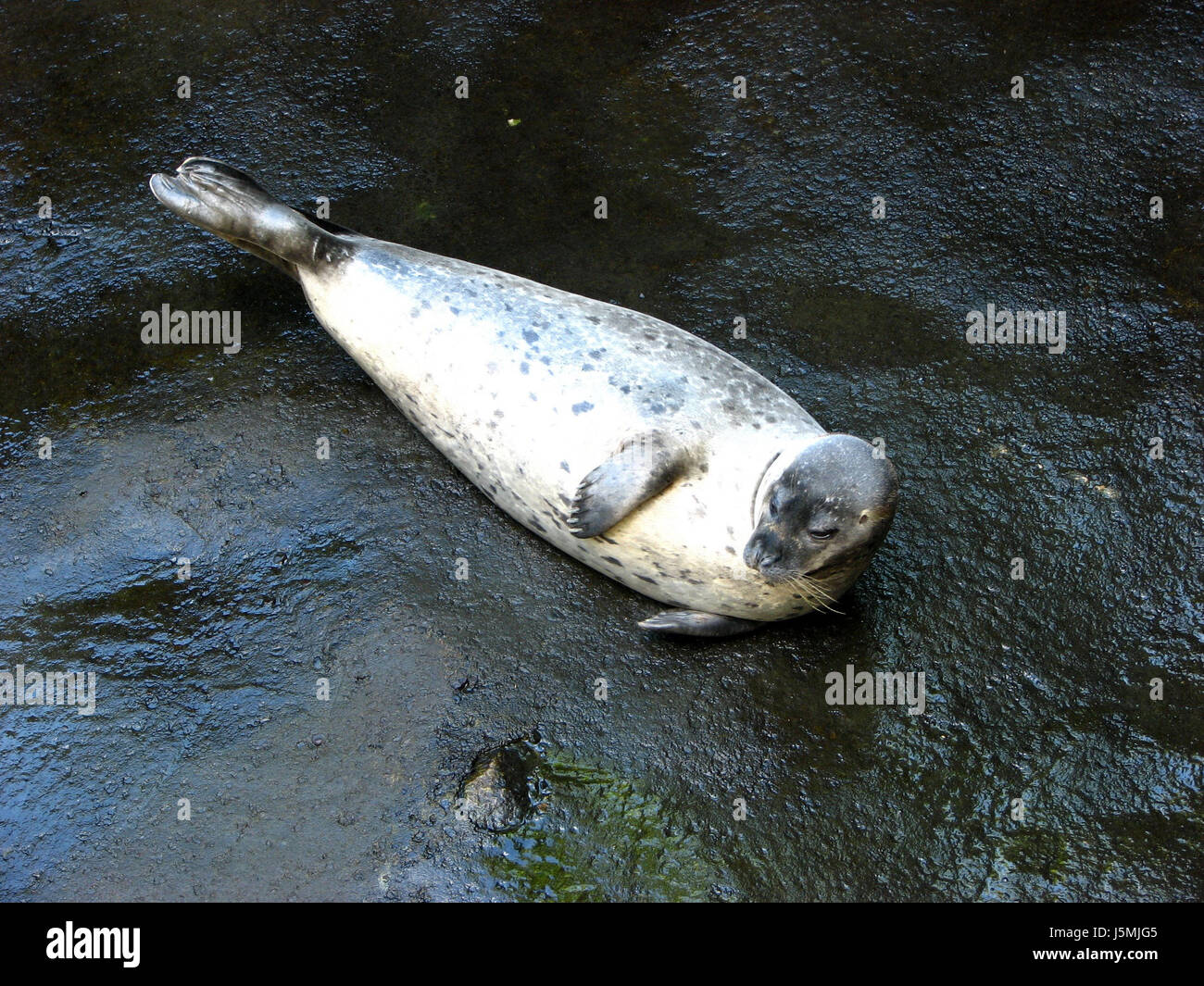 animal mammal lie lying lies predator seal fins halichoerus grypus ohne wasser Stock Photo