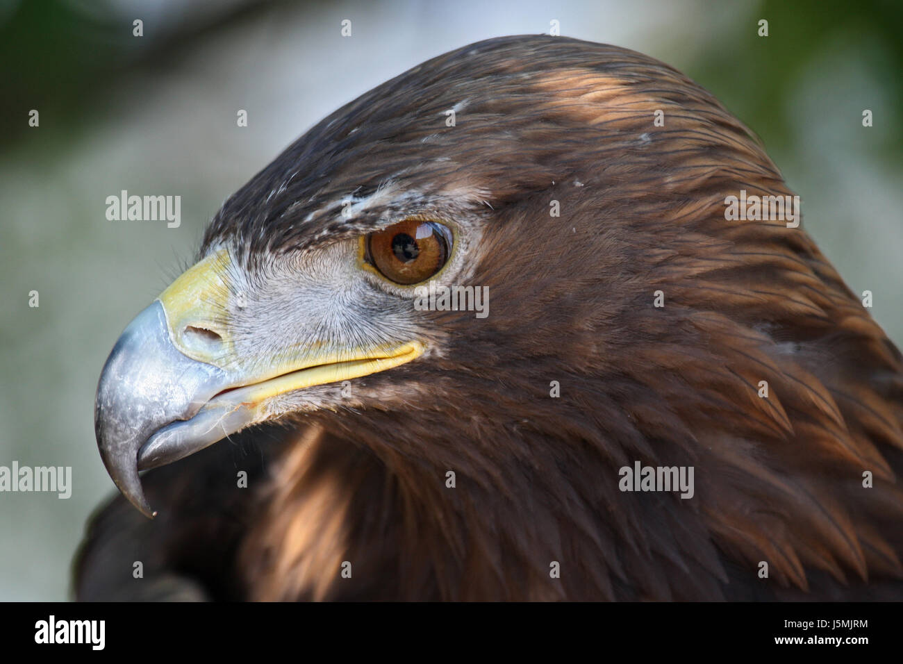 bird birds raptor birds of prey beak eagle golden eagle beaks feather